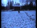 Obedience and agility