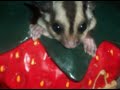 Sugar Gliders Rule