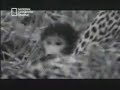 Lion VS Monkey