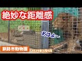 【釧路市動物園ライオン】まずはフウにおはようの挨拶！ゆうひのモーニングルーティン《2025.3.5》