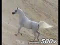 Arabian Stallions \"Sons of the wind\" ???? ????? Arabian Stallions \"Sons of the wind\" ???? ?????