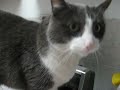 NEKO my cat NEKO my cat