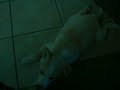 Click here to watch this video 3 Month Old Siberian Husky