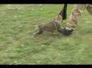 Soldotna Lytle vom Klatolklin 10 Wks Tugging at Schutzhund!
