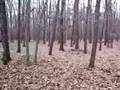 Airedale Terrier video