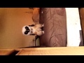 Click here to watch this video タキシードmocoちゃん(メガネフクロウのmocoちゃん）