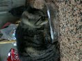 Catbook Movie: amor por el pl&Atilde;&iexcl;stico duro
