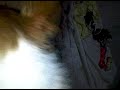 VID 00000-20091124-1917.3GP