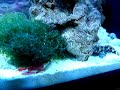 Bristle Worm on the hunt Bristle Worm on the hunt