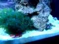 Bristle Worm on the hunt