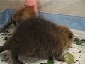 baby beavers