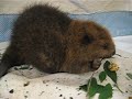 baby beavers baby beavers