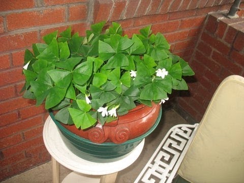 how to transplant purple oxalis