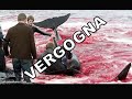 VERGOGNA: massacro delle balene pilota