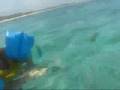 Avery feeding the fish