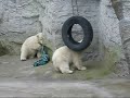 Twee Twin Polar Bear Cubs at Vienna Zoo