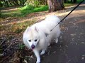 American Eskimo ~ Mr. Tucker!