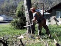felling pine tree with stihl ms270 felling pine tree with stihl ms270
