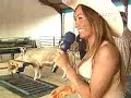 Histórico da Inseminação ArtificialO uso da Inseminação Artificial em animais iniciou-se com os árabes, que utilizavam coletar sêmen de seus melhores garanhões, para inseminar as éguas de suas tropas. Nos tempos modernos, foi um monge Italiano, SPALLANZANI, que usou a inseminação artificial em cães, em 1779. Os Japoneses também entraram cedo na era da inseminação artificial, quando ITO et al., usaram em suínos em 1948. Depois dos Japoneses, os ingleses POLDGE, SMITH E PARKER, também tiveram sucesso com a inseminação em suínos, em 1949. Mas somente após descobrirem que o sêmen se conservava em temperaturas mais baixas, na década de 50, é que seu uso tornou-se popular, principalmente na Europa, em países como Noruega, Holanda e Alemanha.NO BRASIL, a inseminação em suínos, teve seu destaque a partir de 1975, a nível comercial, principalmente na região sul, onde nasceram as primeiras centrais de inseminação artificial. Hoje o Brasil está em primeiro lugar na América Latina , em número de fêmeas inseminadas, porém, em porcentagem de rebanho, o CHILE é o primeiroO uso da Inseminação Artificial está em constante aumento em todo o mundo, pois após um certo receio inicialmente, grandes empresas como a Agroceres-PIC, a PIC (Inglaterra), e outras, estão investindo nesta tecnologia.VANTAGENS DA INSEMINAÇÃO ARTIFICIALPodemos considerar como a principal, e talvez a mais importante vantagem do uso da inseminação artificial, a melhoria genética que ela nos proporciona, pois seu uso permite quebrar as barreiras entre uma granja núcleo e suas filiais, levando assim o material que por outros métodos levaria vários anos para chegar nas granjas de nível inferior numa pirâmide genética.Não podemos deixar de citar, como vantagem, o controle sanitário, que se faz quando se usa inseminação artificial, pois com a interrupção do uso direto do macho, reduz-se a transmissão de doenças que através do coito natural contamina tanto macho quanto fêmea, transmitindo-se desta forma para outras animais do plantelSem dúvida, temos que considerar os custos, como benefício também, pois como veremos detalhadamente abaixo, a cobertura por inseminação artificial fica menos da metade do preço de uma monta natural.Temos ainda as facilidades de cruzamentos, onde pode-se usar machos pesados para inseminar marrãs, que seria impossível se fosse por meio de monta naturalInfluenciando diretamente os custos, está o N.º DE FÊMEAS / MACHO, que pode chegar até 200 fêmeas / macho, contra 15 a 20 em monta natural.Também temos a facilidade de manejo, o que reduz os riscos de machucar fêmeas, machos e o tratador.Restando ainda um grande benefício, que é o reconhecimento de machos inférteis, pois na inseminação, antes de se diluir um sêmen, este é analisado e verificado suas condições para uso, o mesmo não ocorre com o uso do macho para monta natural. E, através de estudos de centrais de inseminações em todo o mundo, verificamos o quanto é inconstante a produção e a qualidade do sêmen dos cachaços, variando sensivelmente por qualquer alteração que o animal sofra.Divulgação- Jornal União dos Bairros de Guarulhos - UBApoio: Arnaldo Murdhockarnaldoguarulhos@gmail.comHistory of Artificial InseminationThe use of artificial insemination in animals began with the Arabs, who used to collect semen its best stallions to inseminate the mares of his troops. In modern times, was an Italian monk, Spallanzani, who used the artificial insemination in dogs, in 1779. The Japanese also came early in the era of artificial insemination, when ITO et al., Used in pigs in 1948. After the Japanese, the English POLDGE, SMITH AND PARKER, also had success with insemination in pigs in 1949. But only after discovering that the semen is kept at lower temperatures in the 50's, is that its use has become popular mainly in Europe, in countries like Norway, Holland and Germany.