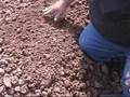 Vegetable Garden - Planting Cantaloupe