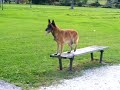 TINA EN OBEISSANCE