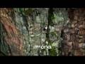 Lost Land of the Jaguar - BBC NHU