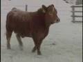 MC Quantock Bull Sale 2008 - Chapter 03 - Super Baldies