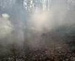 Smokies