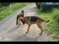 Schäferhunde