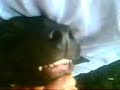 talking dog