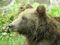 Brown bear, Sinaia, Romania. 27th August 2008