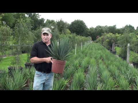 how to transplant yucca filamentosa