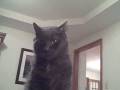 videos de Hingadalee