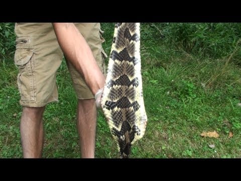 how to skin a snake