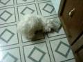 videos de Maltese Dog Chasing his Water Bowl