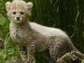 Cheetahs are my happyness!