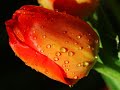 sarah-chang.html