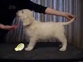 7,5 weeks old Golden Retriever puppyes