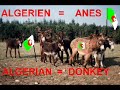 MISS ALGERIE et miss trans algerie MISS ALGERIE et miss trans algerie