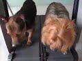 dogs on treadmill dogs on treadmill