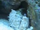 crabe1