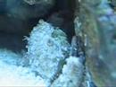 crabe1