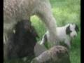 videos de O Círculo Da Vida