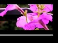 My garden in HD. My garden in HD.
