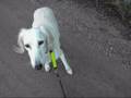 videos de Zala