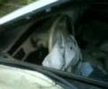 cadillac seville valge