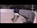Andalusian Stallion