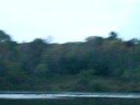 Canada geese