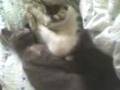 sleepy cats