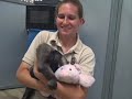the houston zoo is proud to welcome the newest member of our extended family, olive the baby giant ant eater.

born august 9, olive is being hand reared at the zoo.  click on the video to find out more about olive and what it means to bottle feed a baby ant eater.

zoo members can find out more about olives story in the winter 2008 edition of wildlife, the houston zoos member magazine.   not a member?  visit here  http://www.houstonzoo.org/membership/ to find out about all the great benefits of a zoo membership!